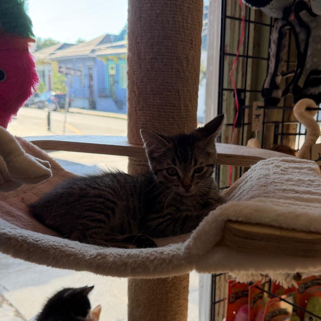 Lightening, Adoptable, Kitten Male Domestic Short Hair.