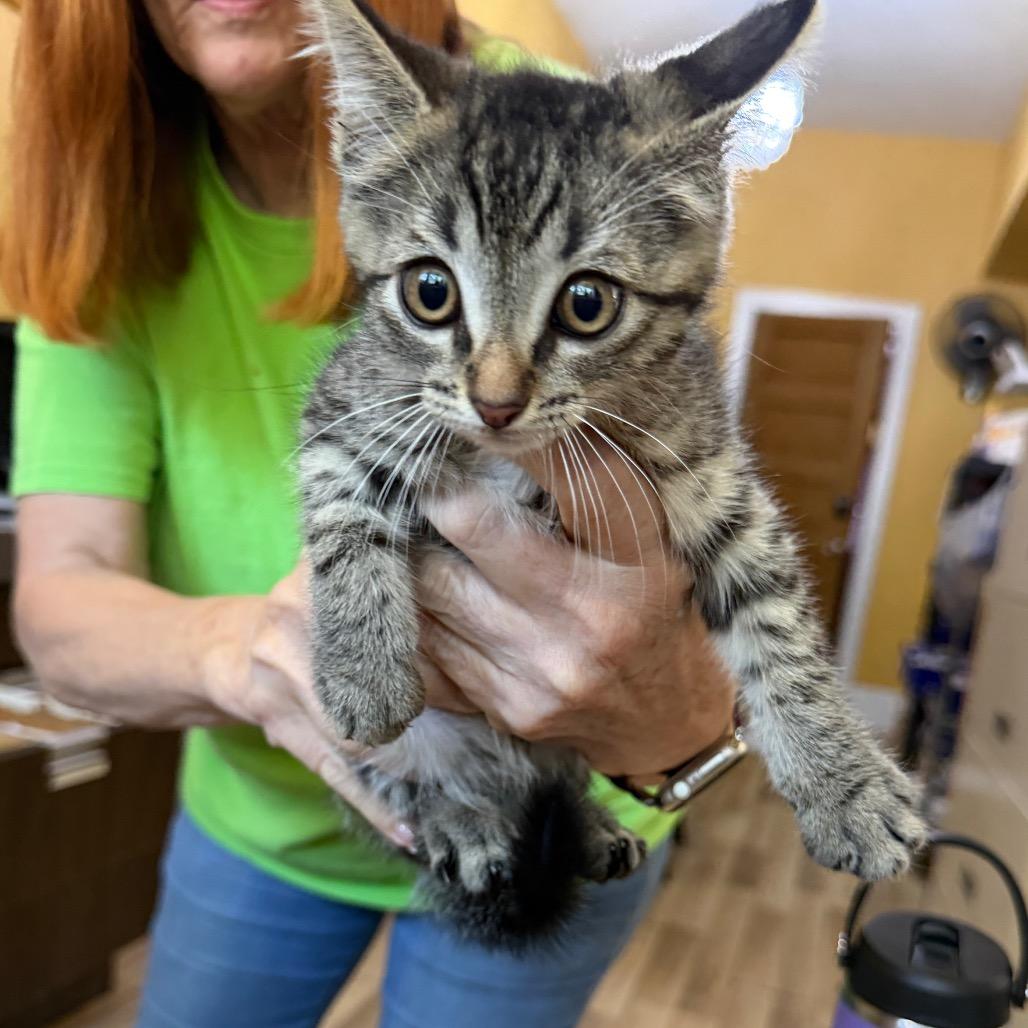 Enlarge Lightening, a Adoptable Domestic Short Hair in New Orleans, LA image 2/6