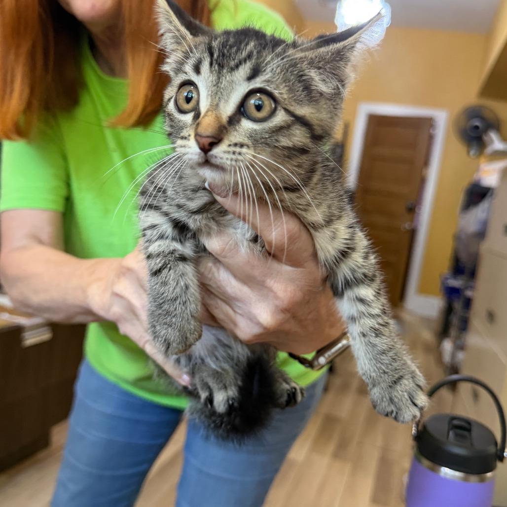 Enlarge Lightening, a Adoptable Domestic Short Hair in New Orleans, LA image 3/6