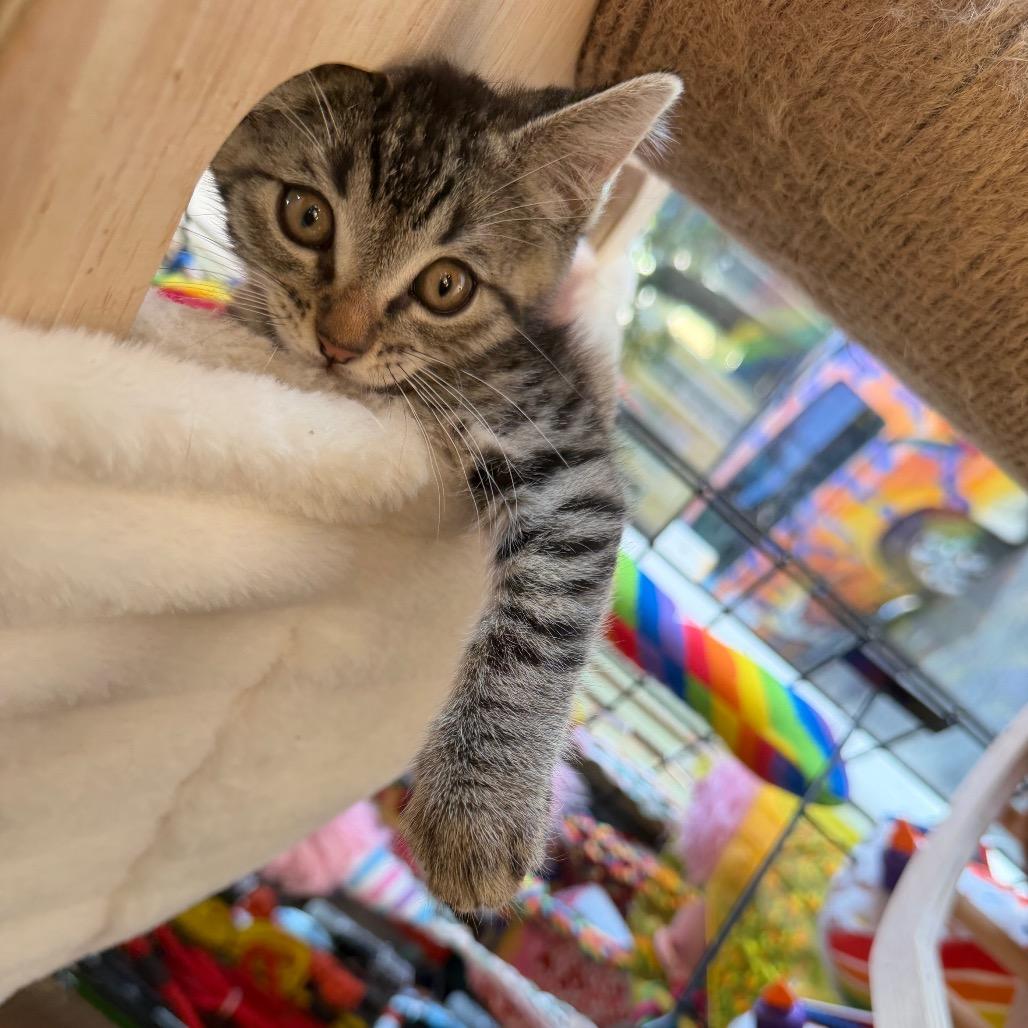 Enlarge Lightening, a Adoptable Domestic Short Hair in New Orleans, LA image 5/6