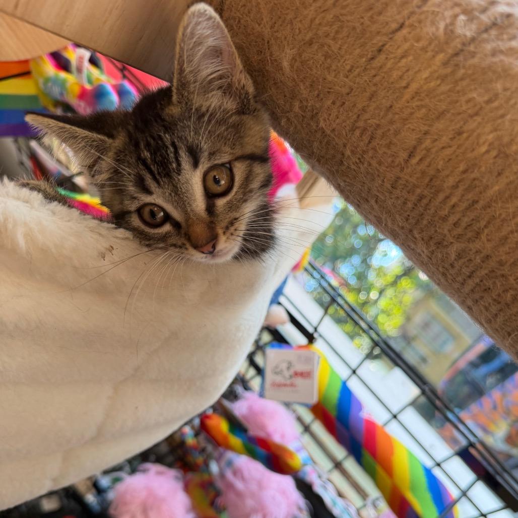 Enlarge Lightening, a Adoptable Domestic Short Hair in New Orleans, LA image 6/6