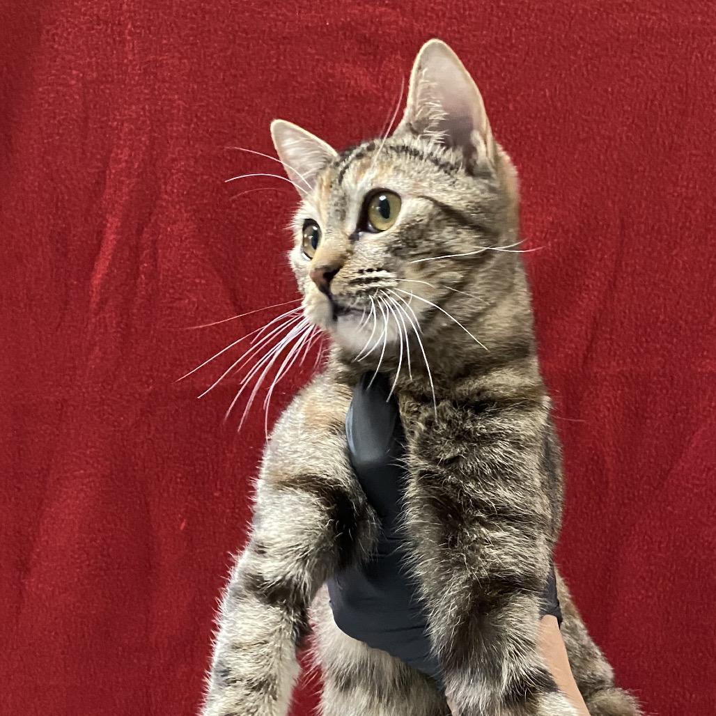 Ginger, a Adoptable Domestic Short Hair in Mission Hills, CA image 1/5