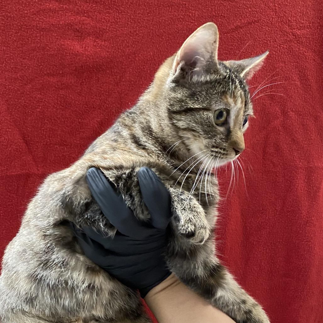 Ginger, a Adoptable Domestic Short Hair in Mission Hills, CA image 3/5