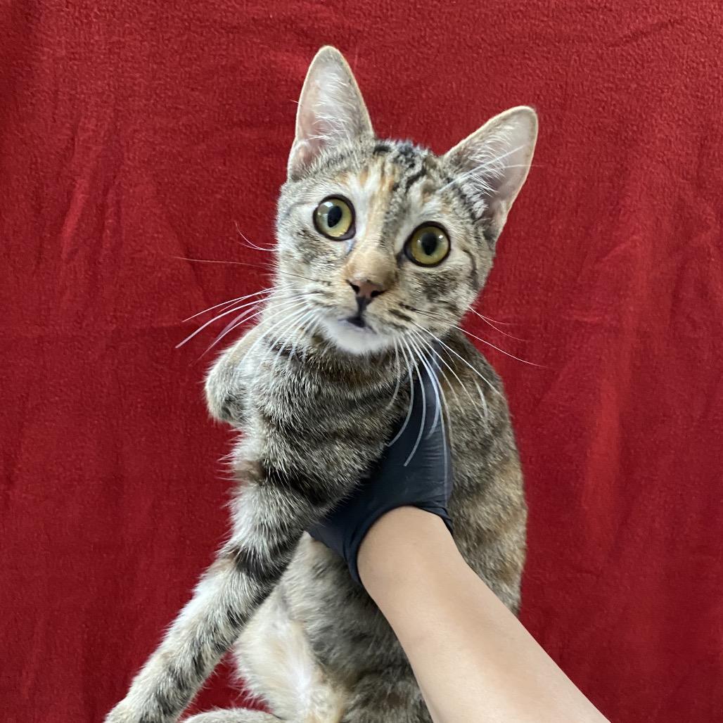 Ginger, a Adoptable Domestic Short Hair in Mission Hills, CA image 4/5