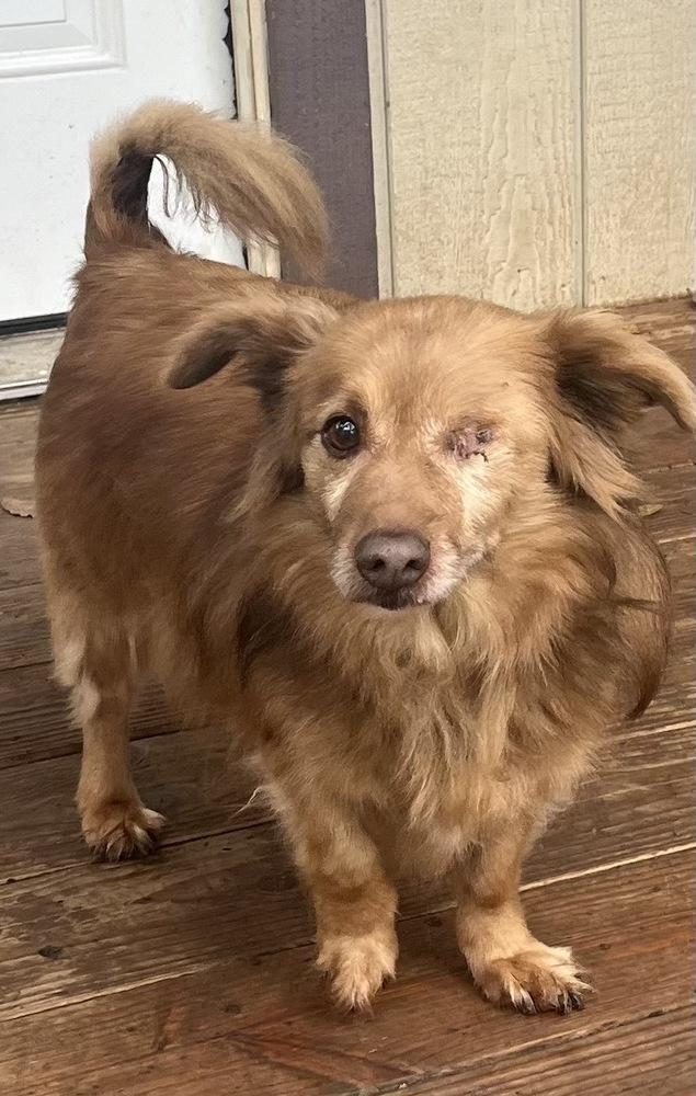 Charles, a Adoptable mixed breed in Jamestown, CA image 1/2