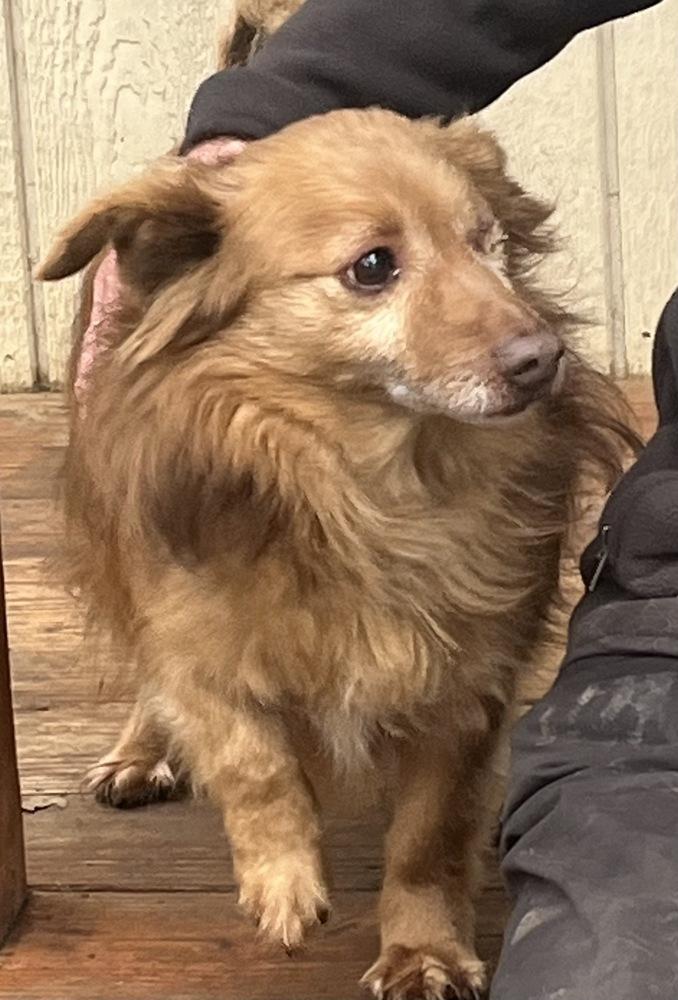 Charles, a Adoptable mixed breed in Jamestown, CA image 2/2