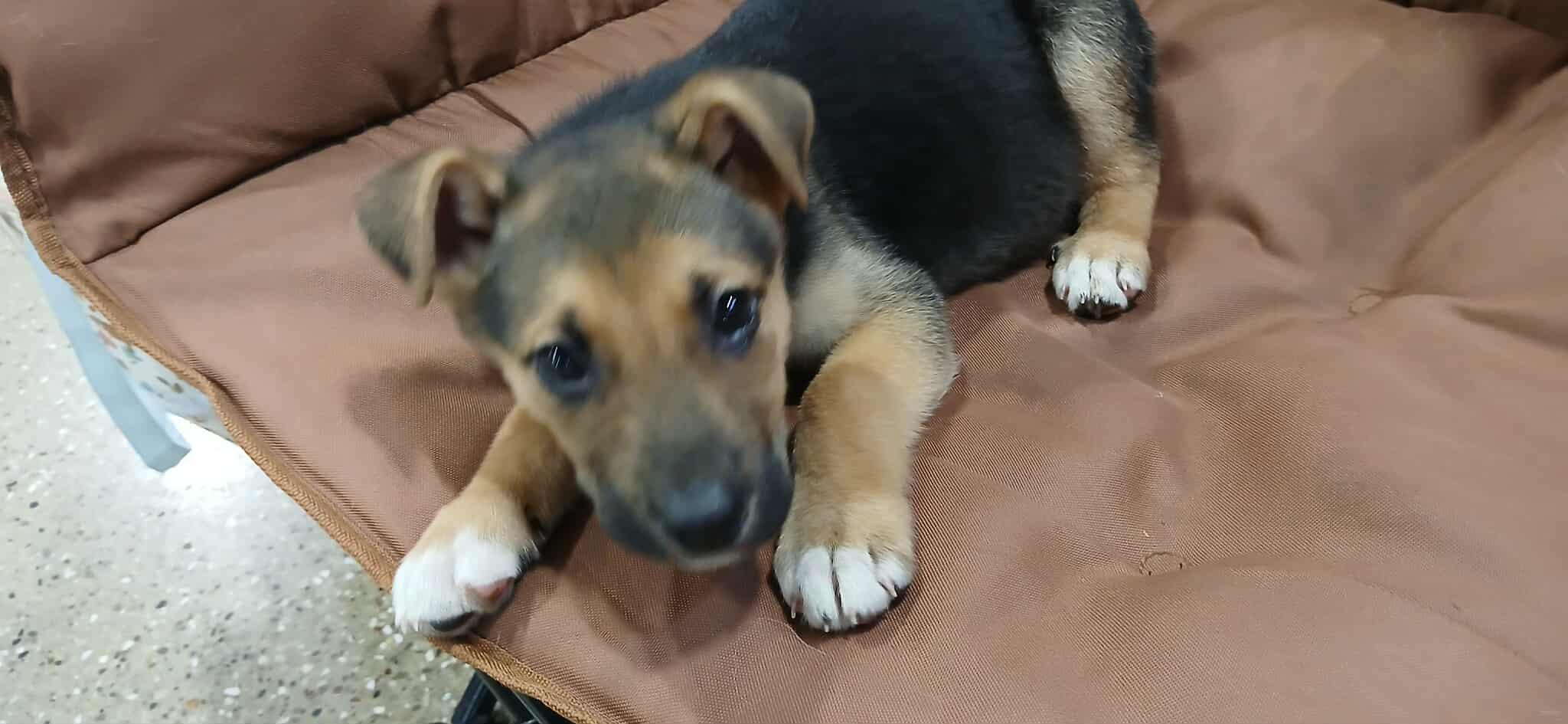 Enlarge Gaston, a ADOPTABLE Mixed Breed in Kenosha, WI image 1/5