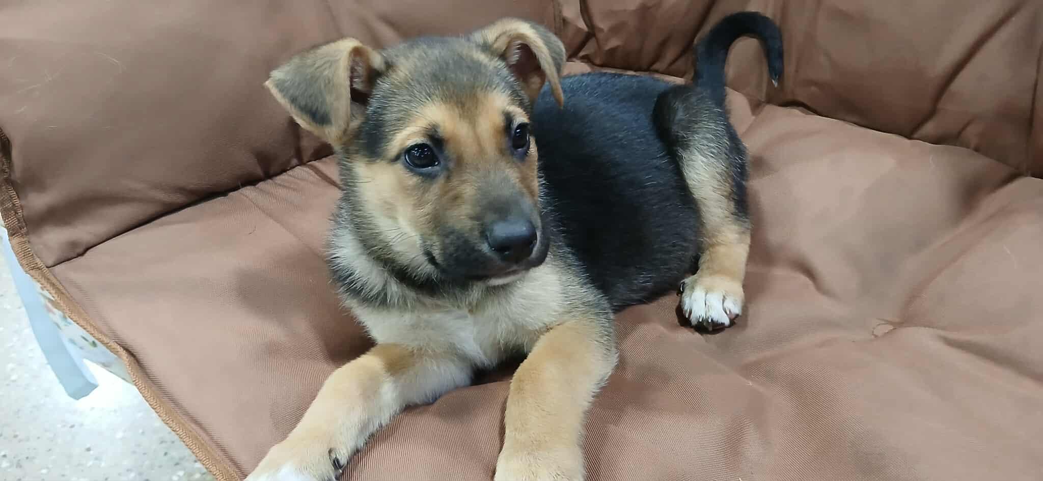 Enlarge Gaston, a ADOPTABLE Mixed Breed in Kenosha, WI image 3/5