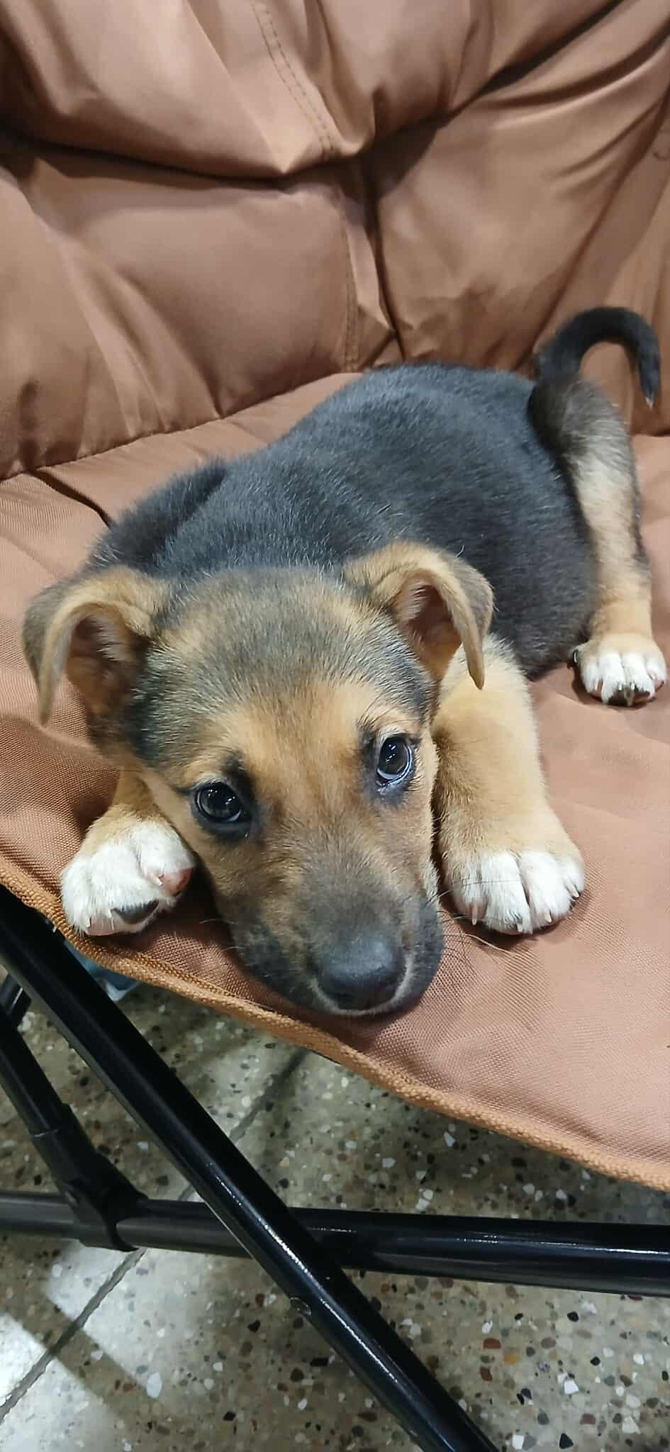 Enlarge Gaston, a ADOPTABLE Mixed Breed in Kenosha, WI image 2/5