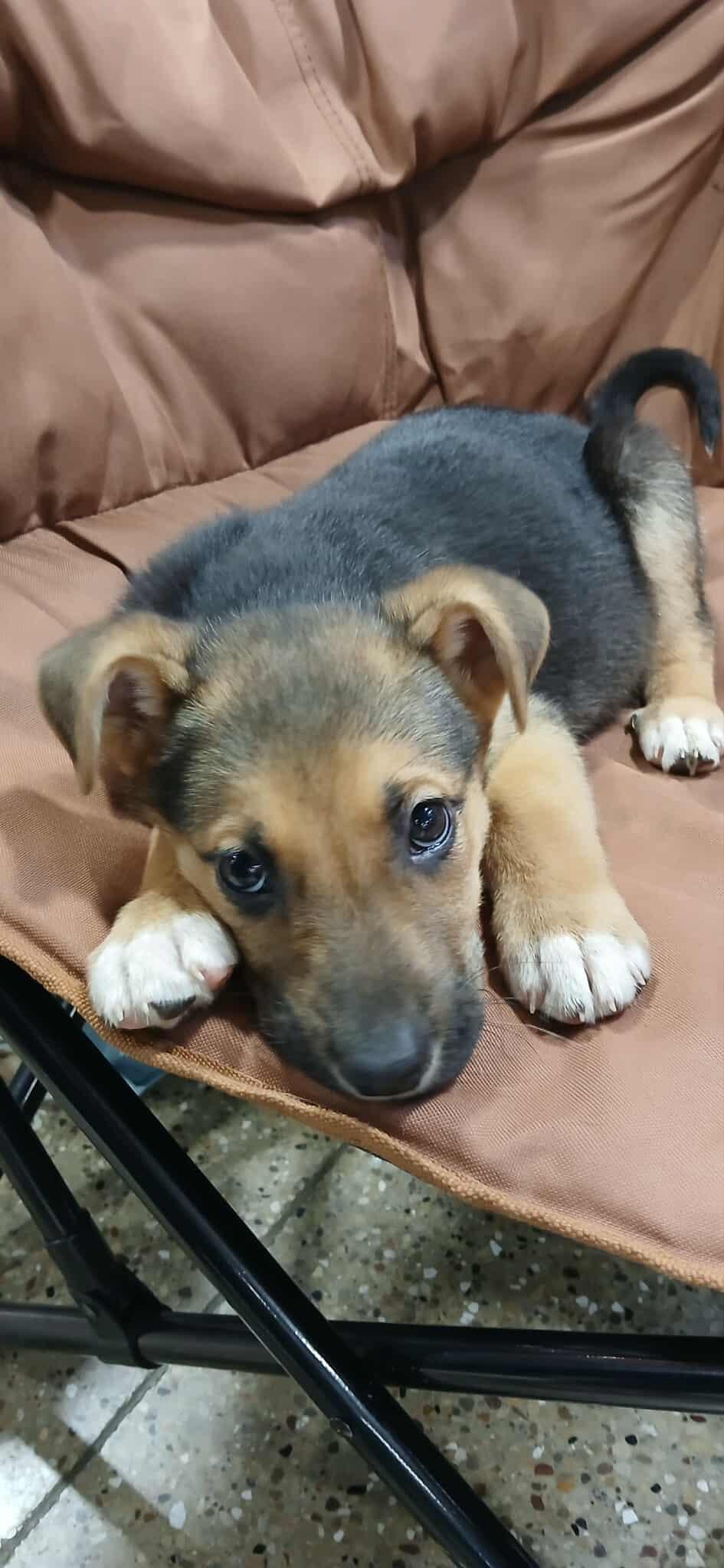 Enlarge Gaston, a ADOPTABLE Mixed Breed in Kenosha, WI image 5/5