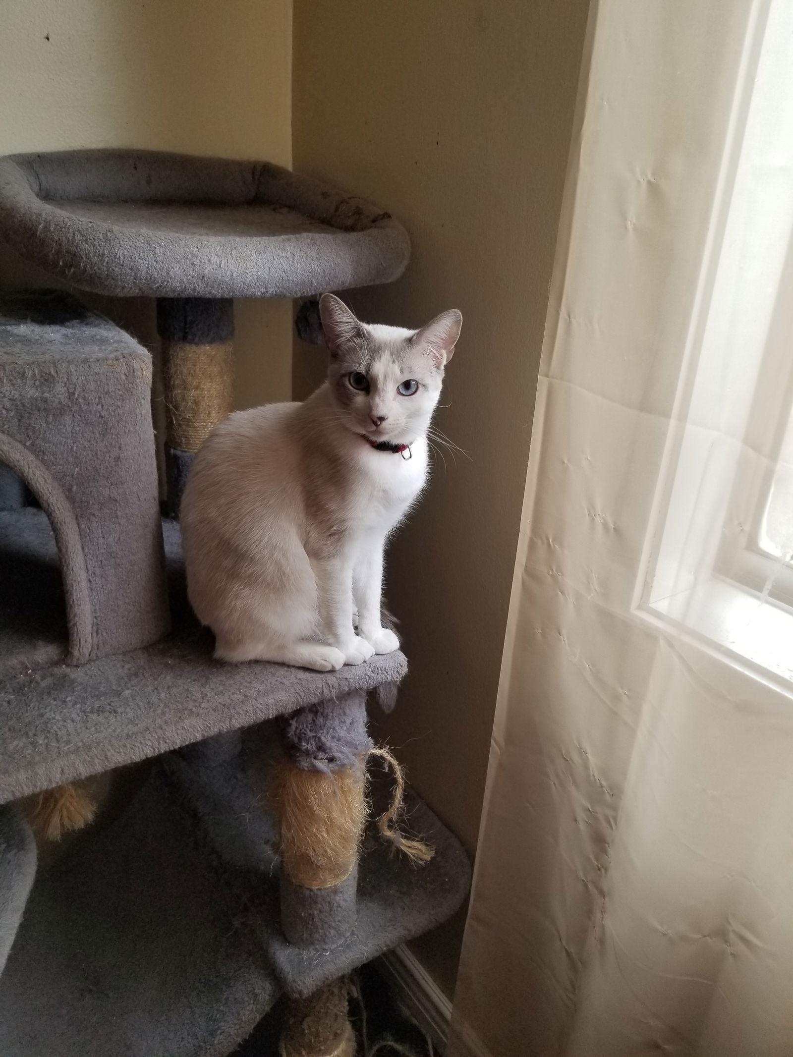 Enlarge Molly, a Adopted mixed breed in Buena Park, CA image 1/2