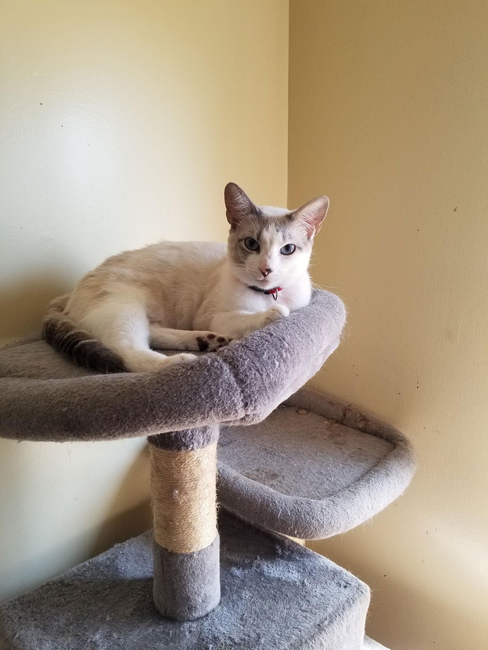 Enlarge Molly, a Adopted mixed breed in Buena Park, CA image 2/2