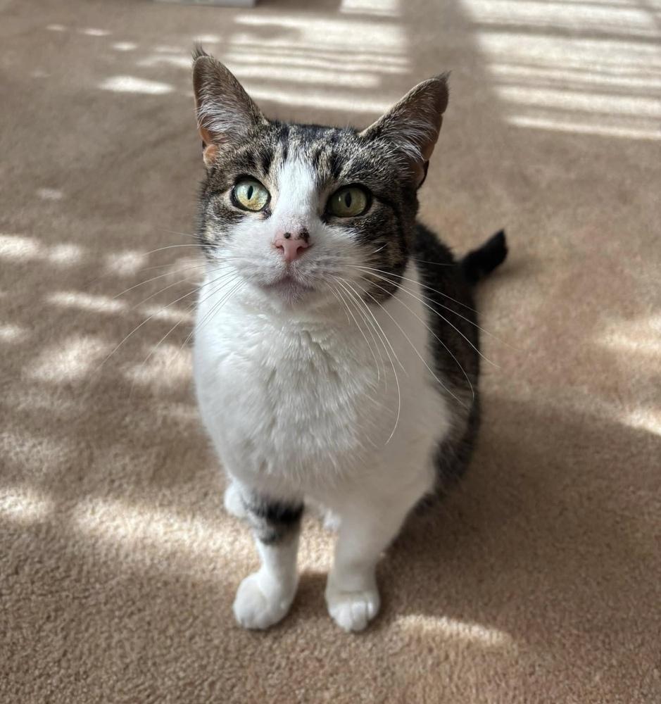 Felicity TCC, Adoptable, Young Female Domestic Short Hair.