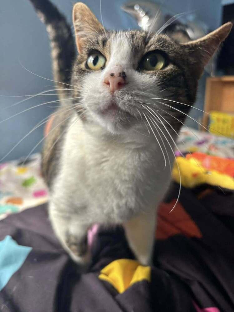 Felicity TCC, a Adoptable Domestic Short Hair in Mount Laurel, NJ image 2/6