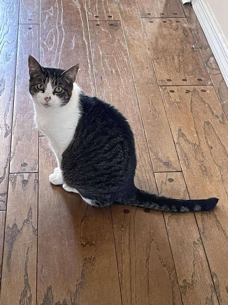 Felicity TCC, a Adoptable Domestic Short Hair in Mount Laurel, NJ image 3/6