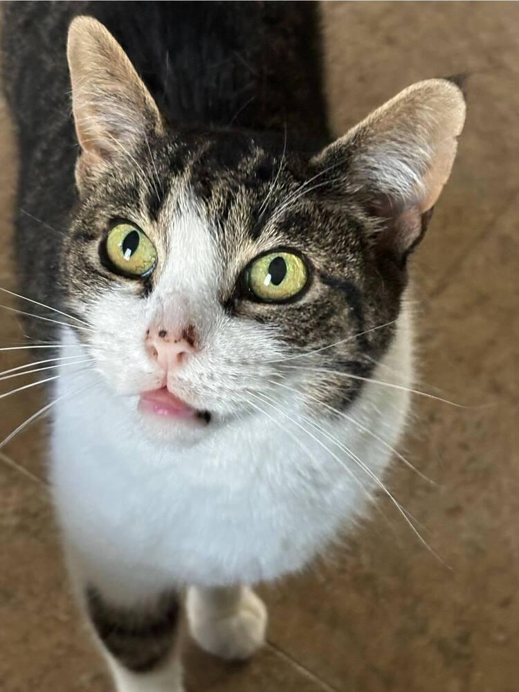 Felicity TCC, a Adoptable Domestic Short Hair in Mount Laurel, NJ image 5/6