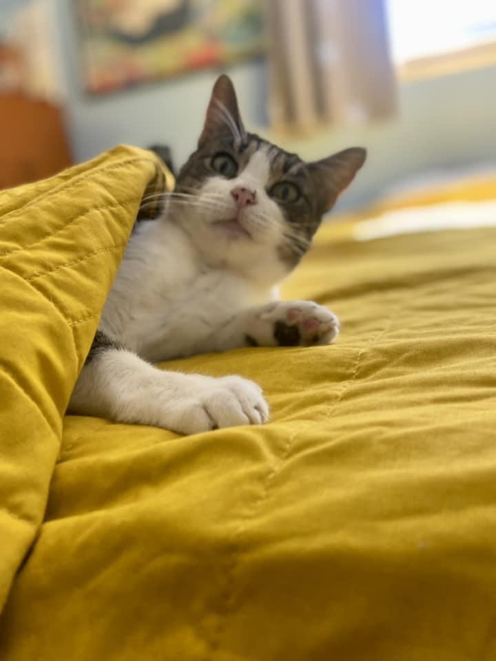 Felicity TCC, a Adoptable Domestic Short Hair in Mount Laurel, NJ image 6/6