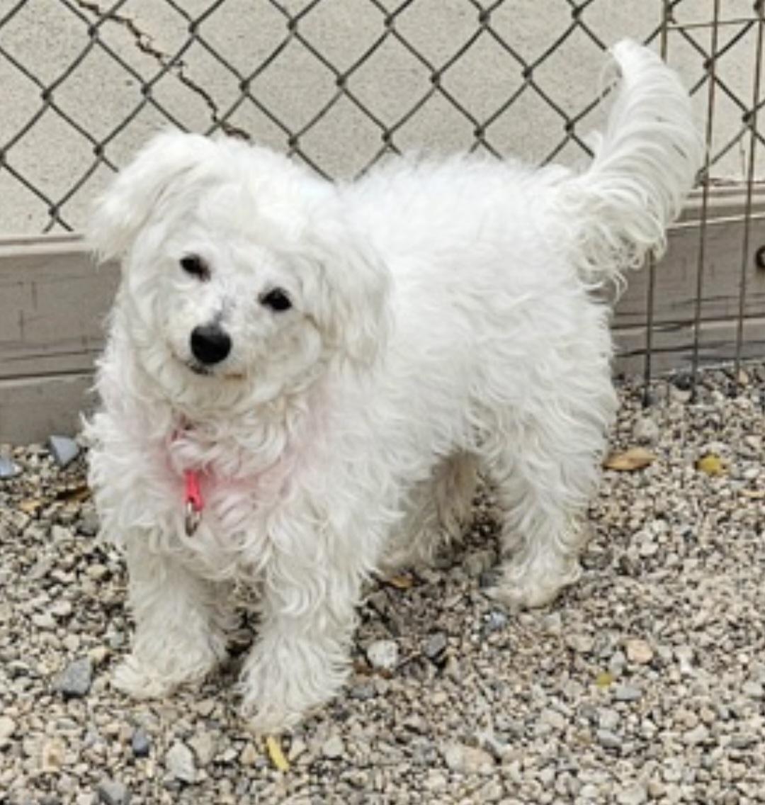 Misty, Adoptable, Puppy Female Bichon Frise & Poodle (Toy).