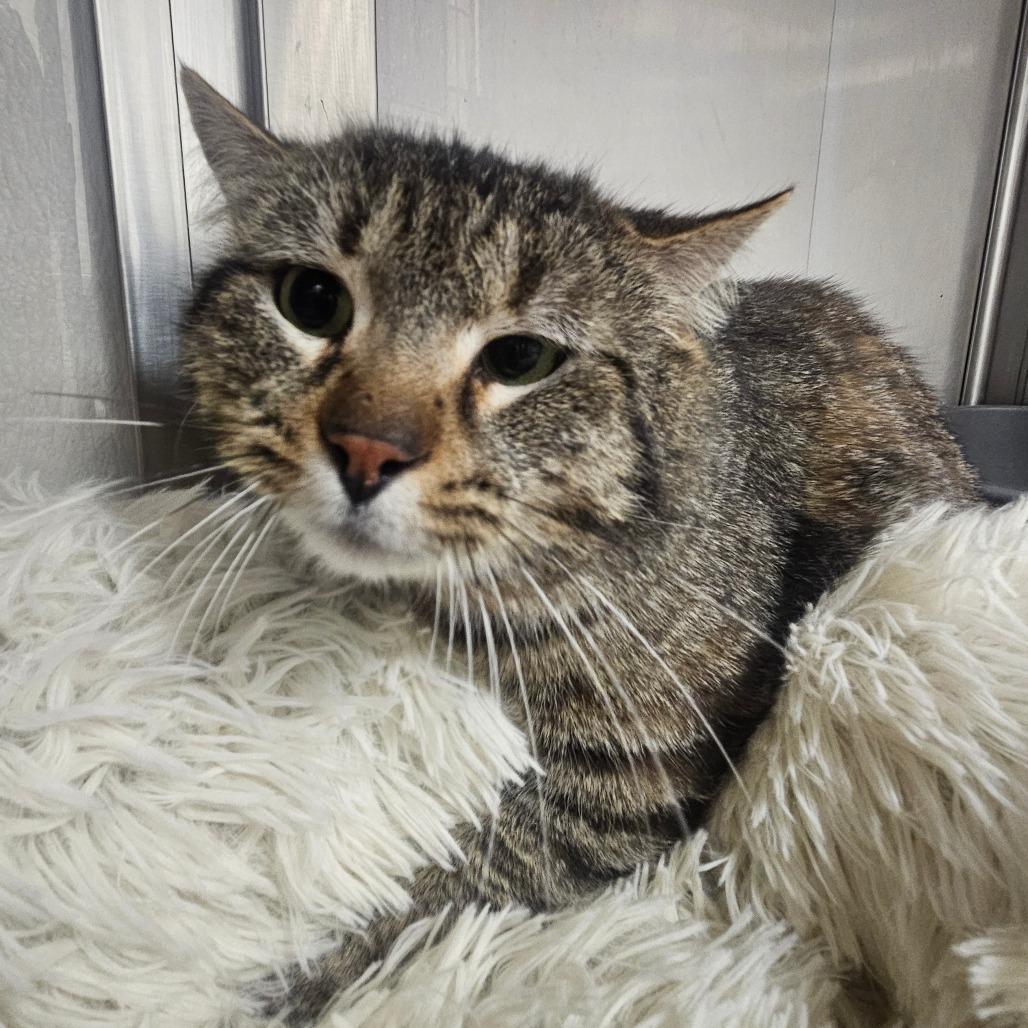 Enlarge Chonk, a Adoptable Domestic Short Hair in Grantsville, UT image 1/1