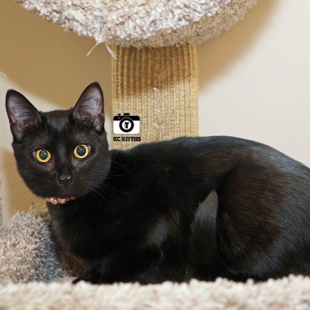 Enlarge Ziggy, a Adoptable Domestic Short Hair in FAIRWAY, KS image 1/6