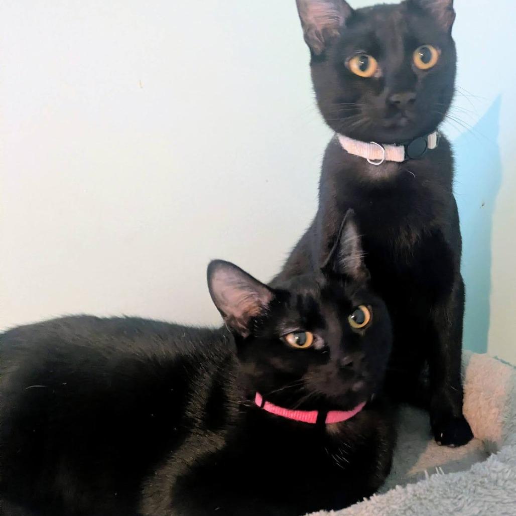 Ziggy, Adoptable, Young Female Domestic Short Hair.