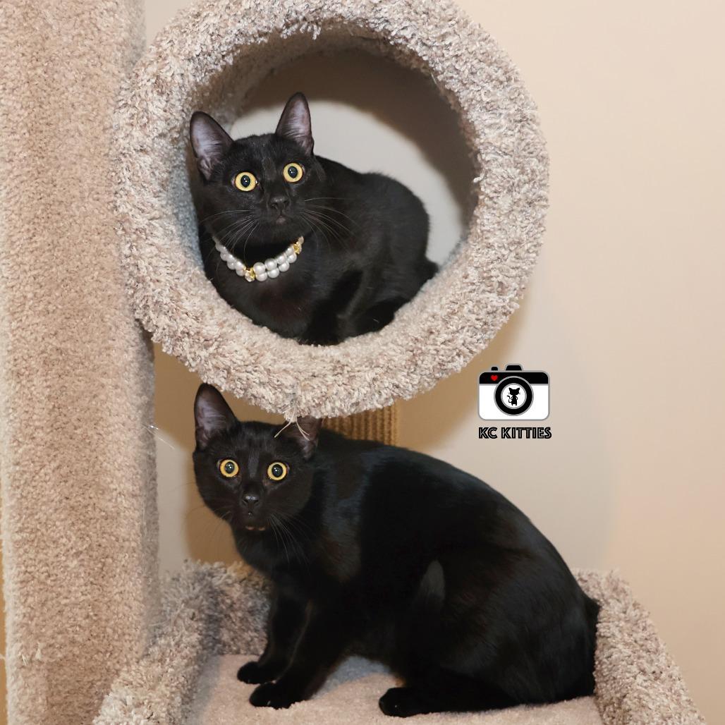 Enlarge Ziggy, a Adoptable Domestic Short Hair in FAIRWAY, KS image 2/6