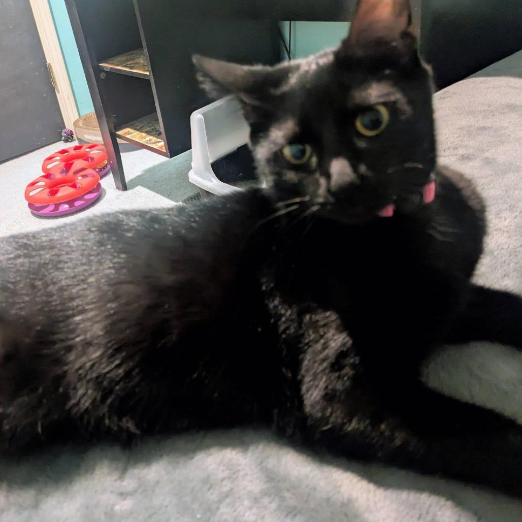 Enlarge Ziggy, a Adoptable Domestic Short Hair in FAIRWAY, KS image 2/6