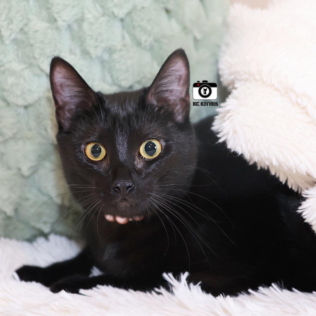 Enlarge Ziggy, a Adoptable Domestic Short Hair in FAIRWAY, KS image 3/6