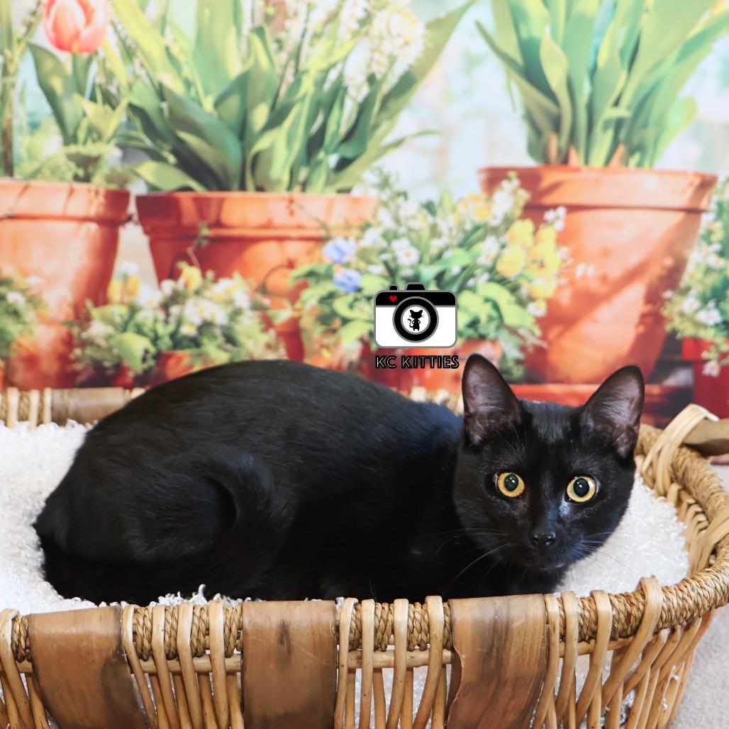 Enlarge Ziggy, a Adoptable Domestic Short Hair in FAIRWAY, KS image 4/6