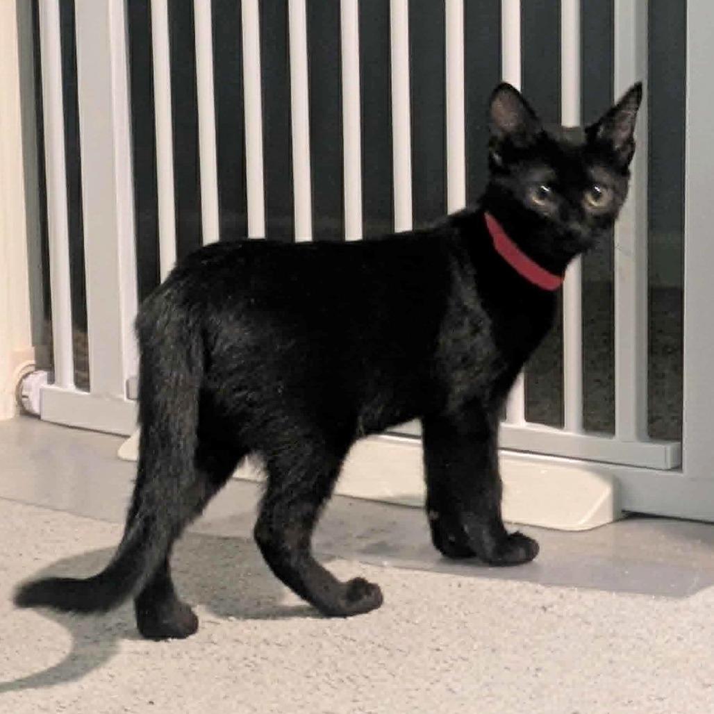 Enlarge Ziggy, a Adoptable Domestic Short Hair in FAIRWAY, KS image 2/3