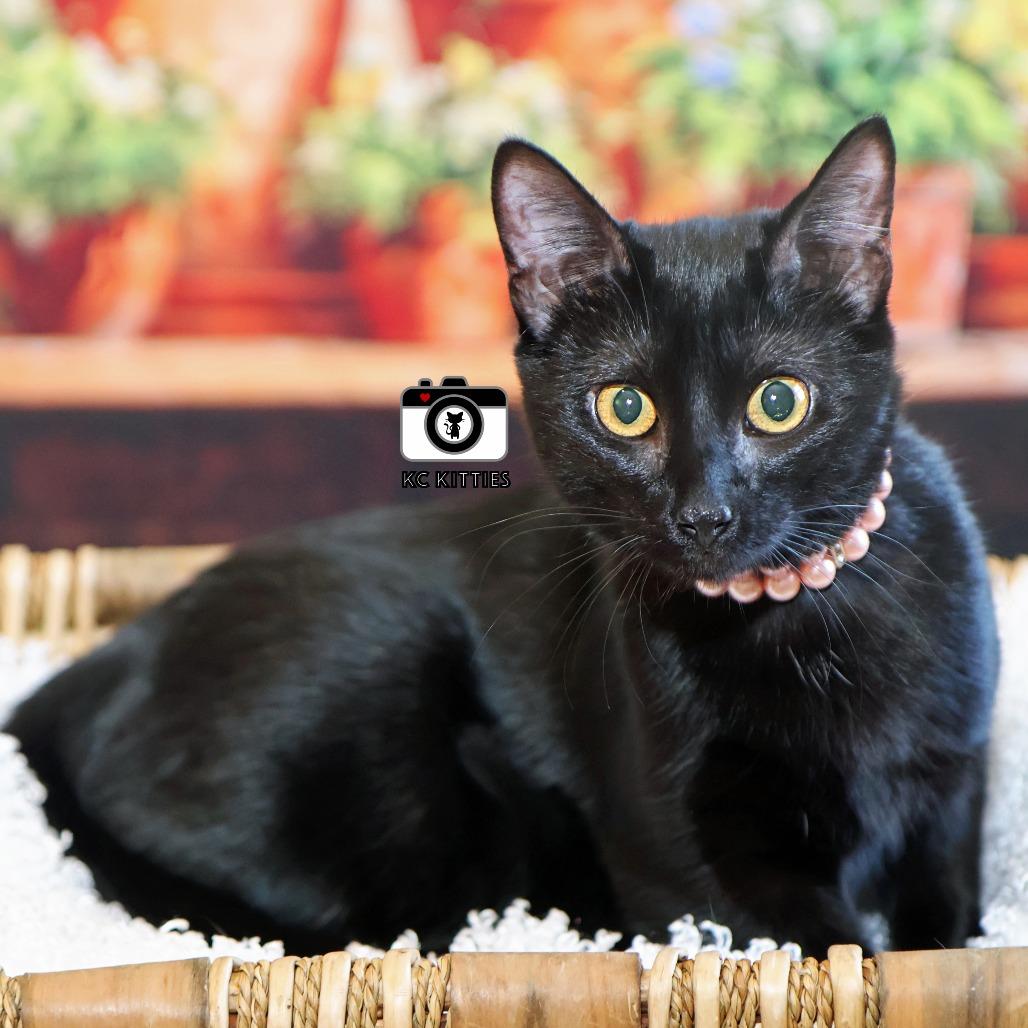 Enlarge Ziggy, a Adoptable Domestic Short Hair in FAIRWAY, KS image 5/6
