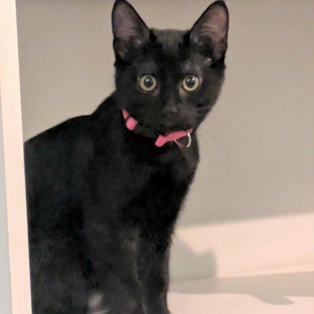 Enlarge Ziggy, a Adoptable Domestic Short Hair in FAIRWAY, KS image 3/3