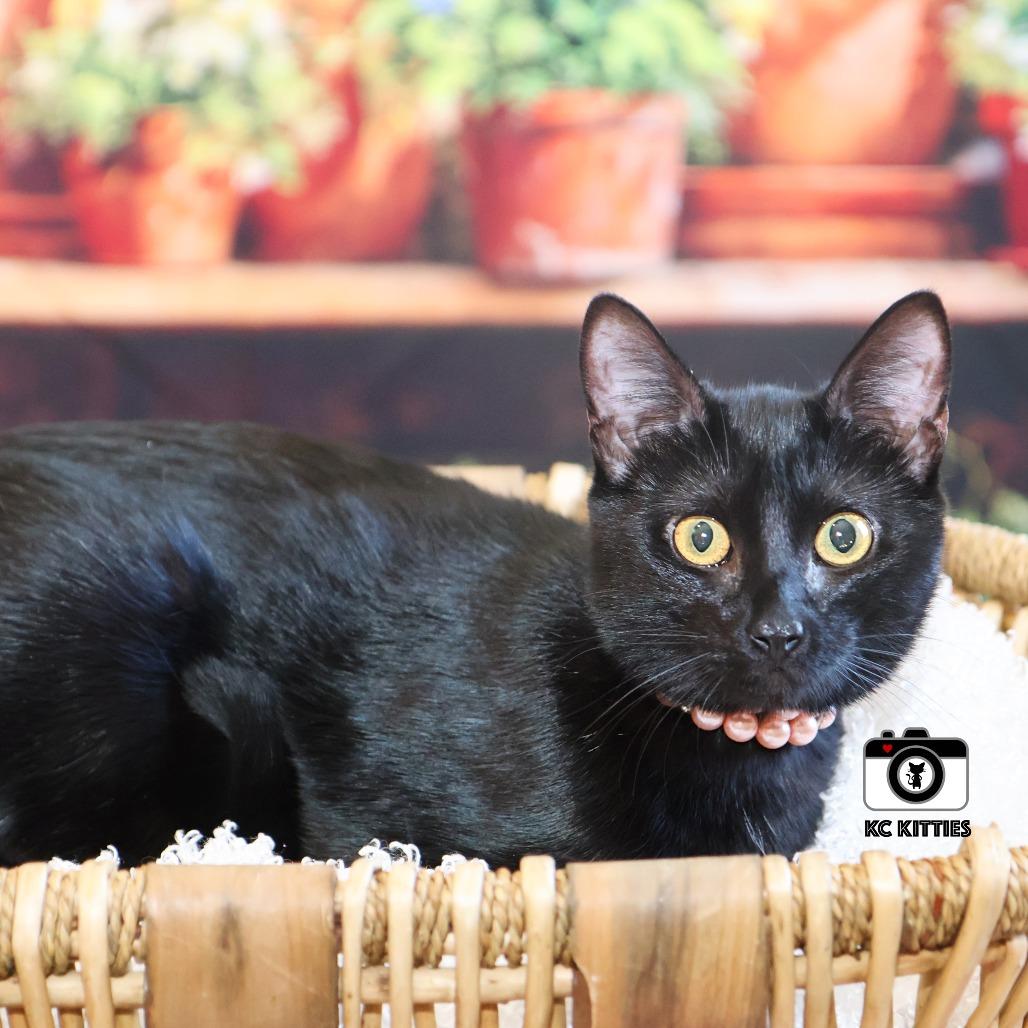Enlarge Ziggy, a Adoptable Domestic Short Hair in FAIRWAY, KS image 6/6