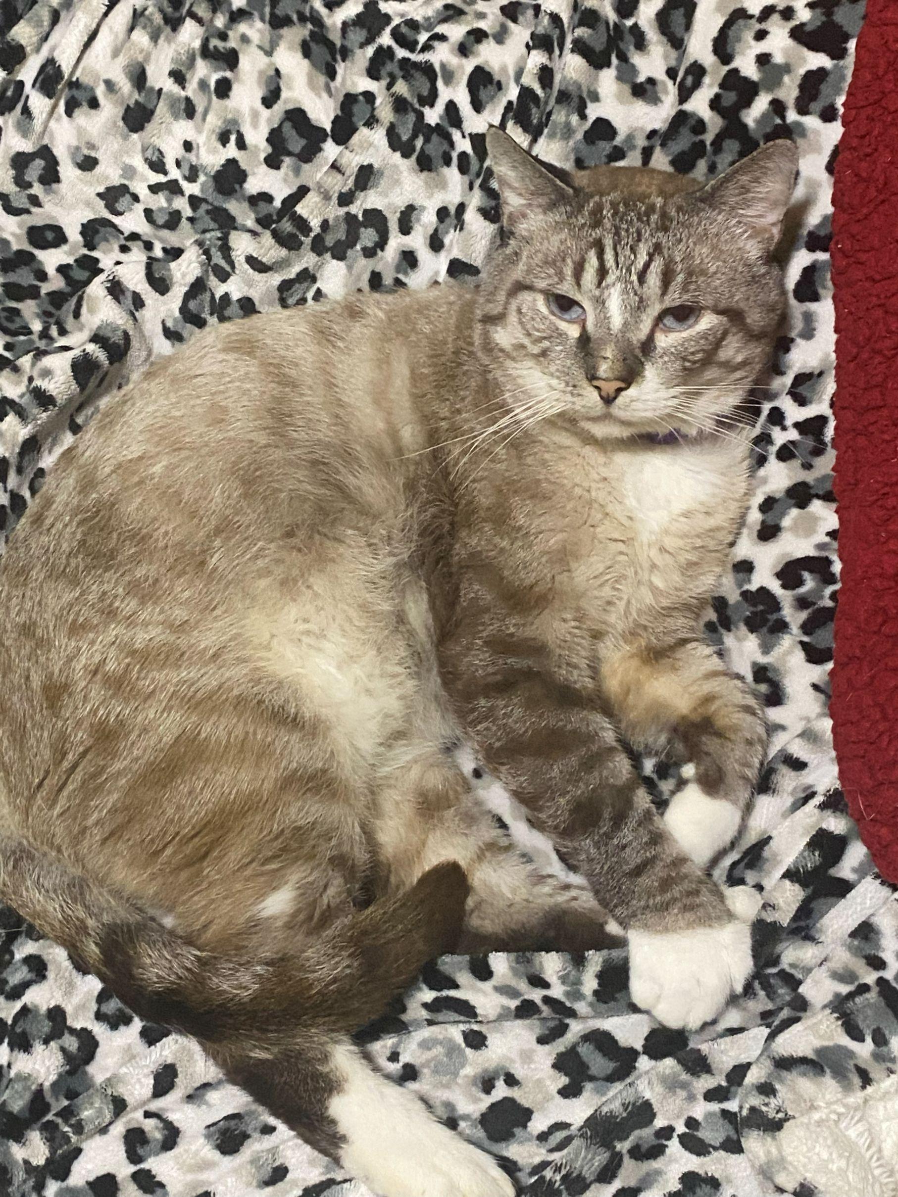 Enlarge 5149196 Flap Jack, a Adoptable Siamese in Lees Summit, MO image 2/3