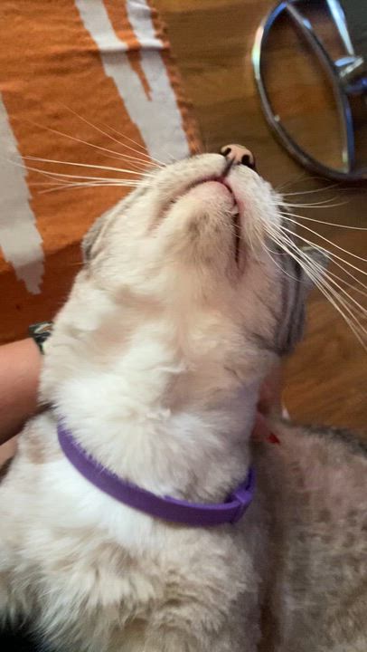 Enlarge 5149196 Flap Jack, a Adoptable Siamese in Lees Summit, MO video 3/3