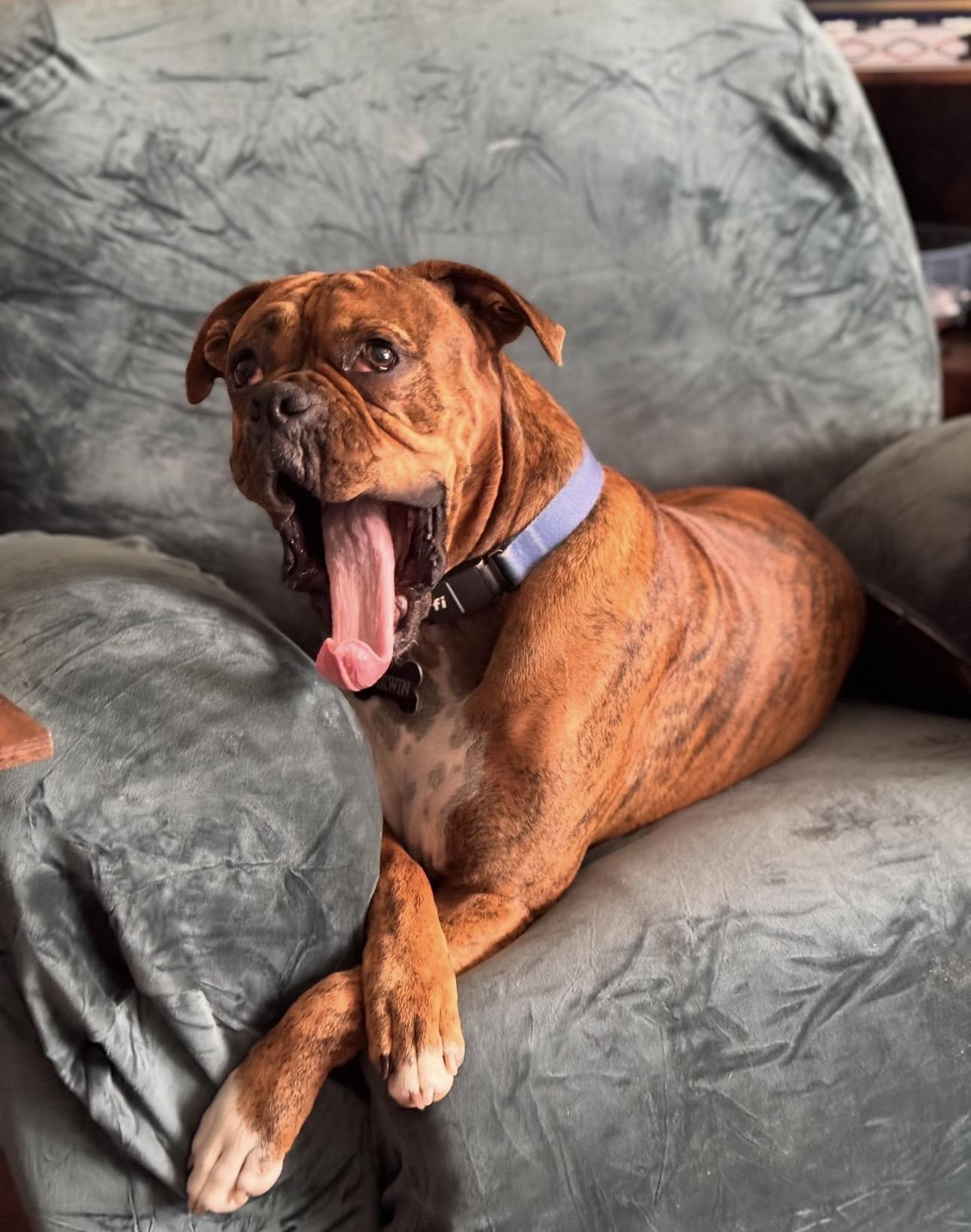 Enlarge Darwin, a ADOPTABLE Boxer in Middlesex, NJ image 3/6