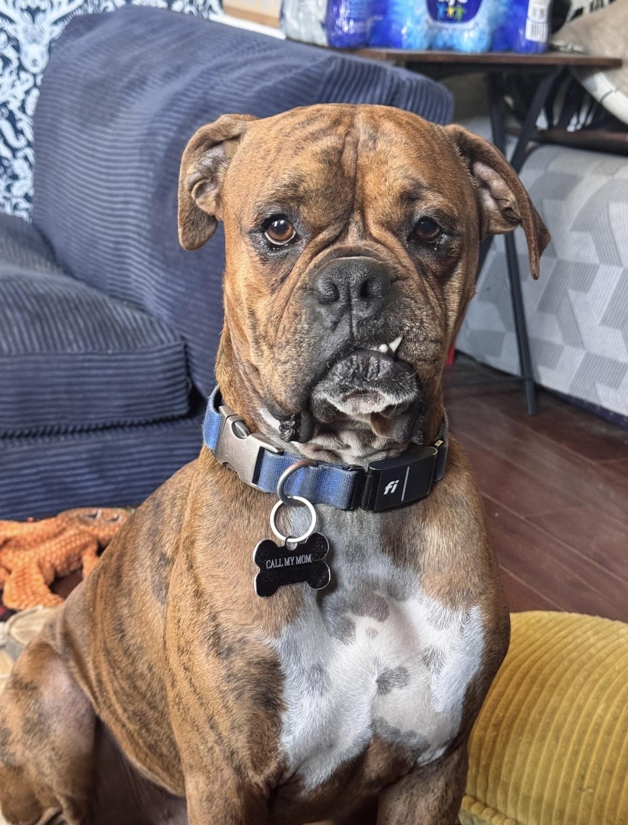 Enlarge Darwin, a ADOPTABLE Boxer in Middlesex, NJ image 4/6
