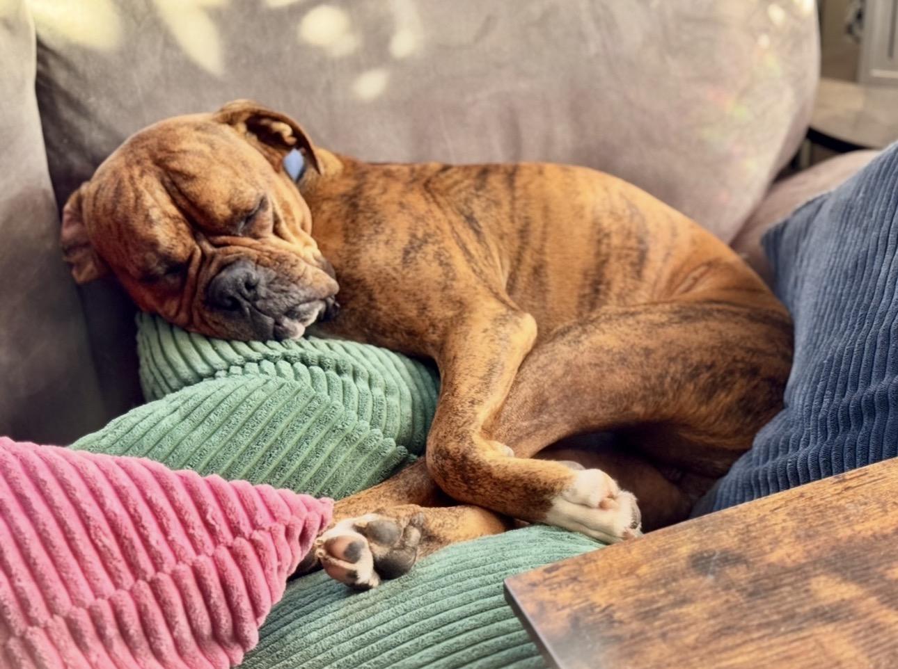 Enlarge Darwin, a ADOPTABLE Boxer in Middlesex, NJ image 2/6