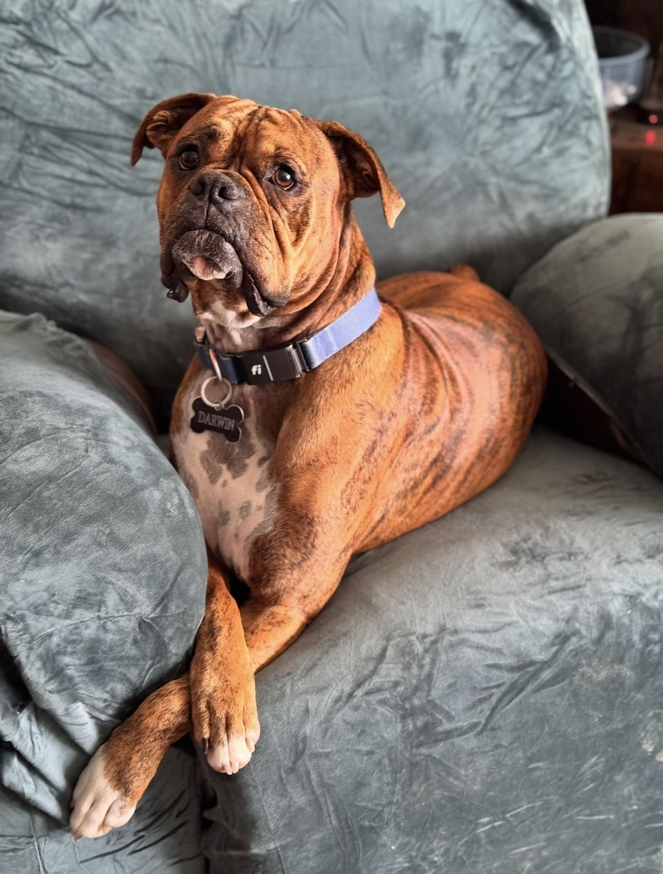 Enlarge Darwin, a ADOPTABLE Boxer in Middlesex, NJ image 5/6
