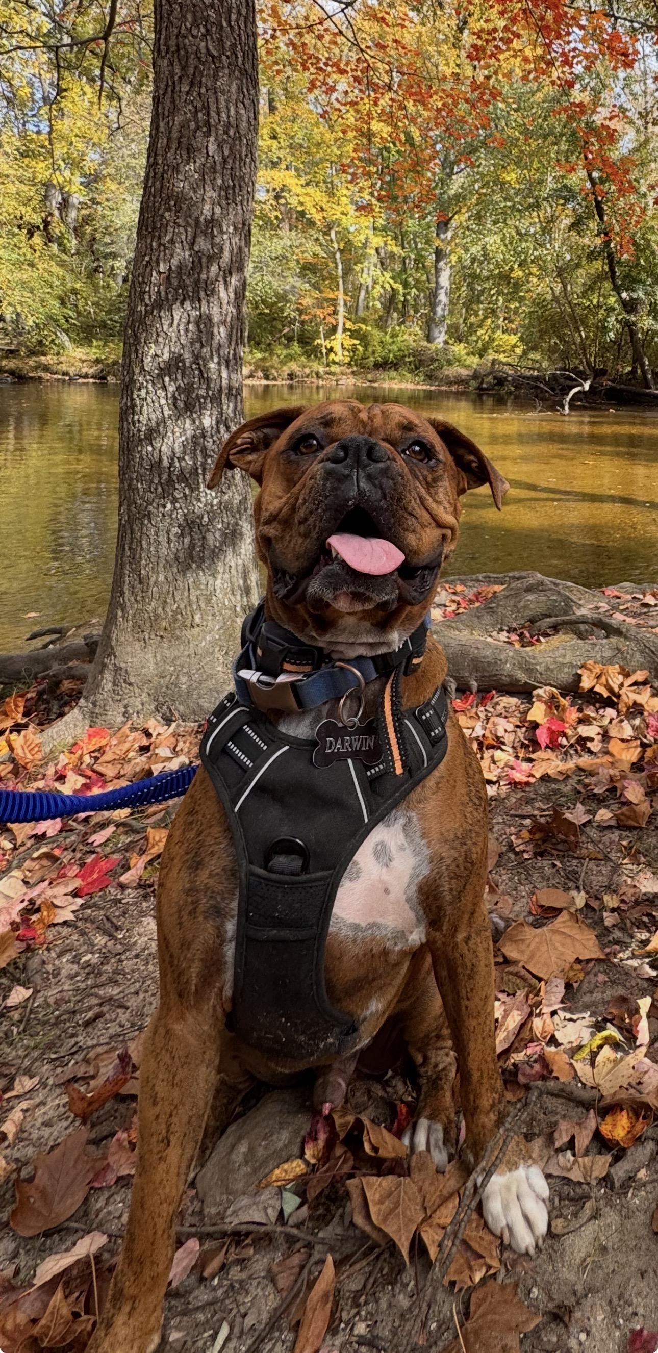 Enlarge Darwin, a ADOPTABLE Boxer in Middlesex, NJ image 6/6
