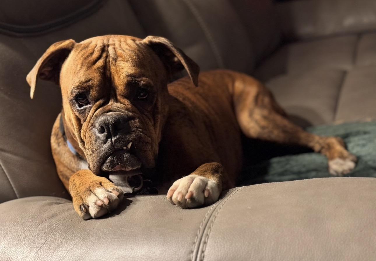 Enlarge Darwin, a ADOPTABLE Boxer in Middlesex, NJ image 1/6