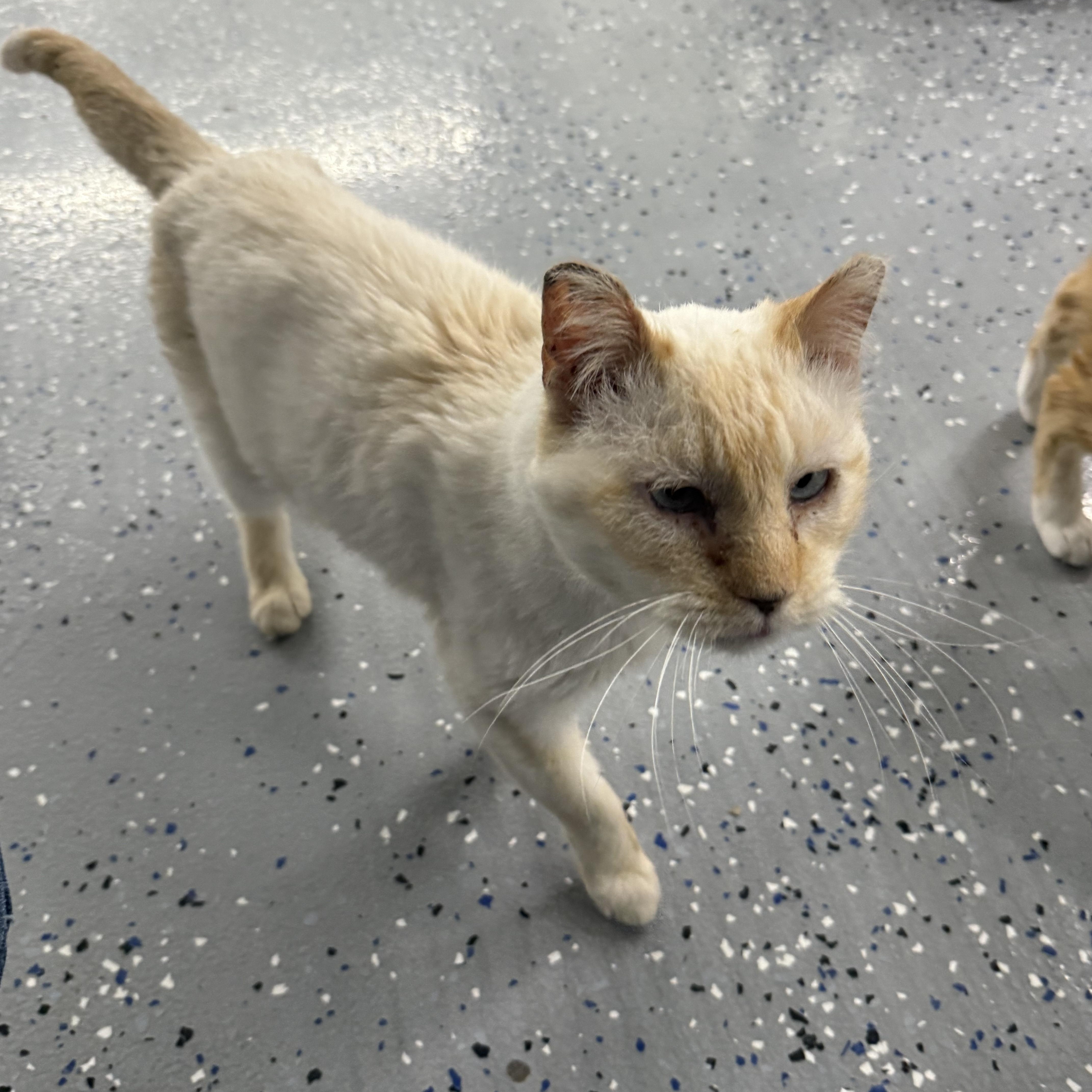 George, Adoptable, Senior Male Domestic Medium Hair.