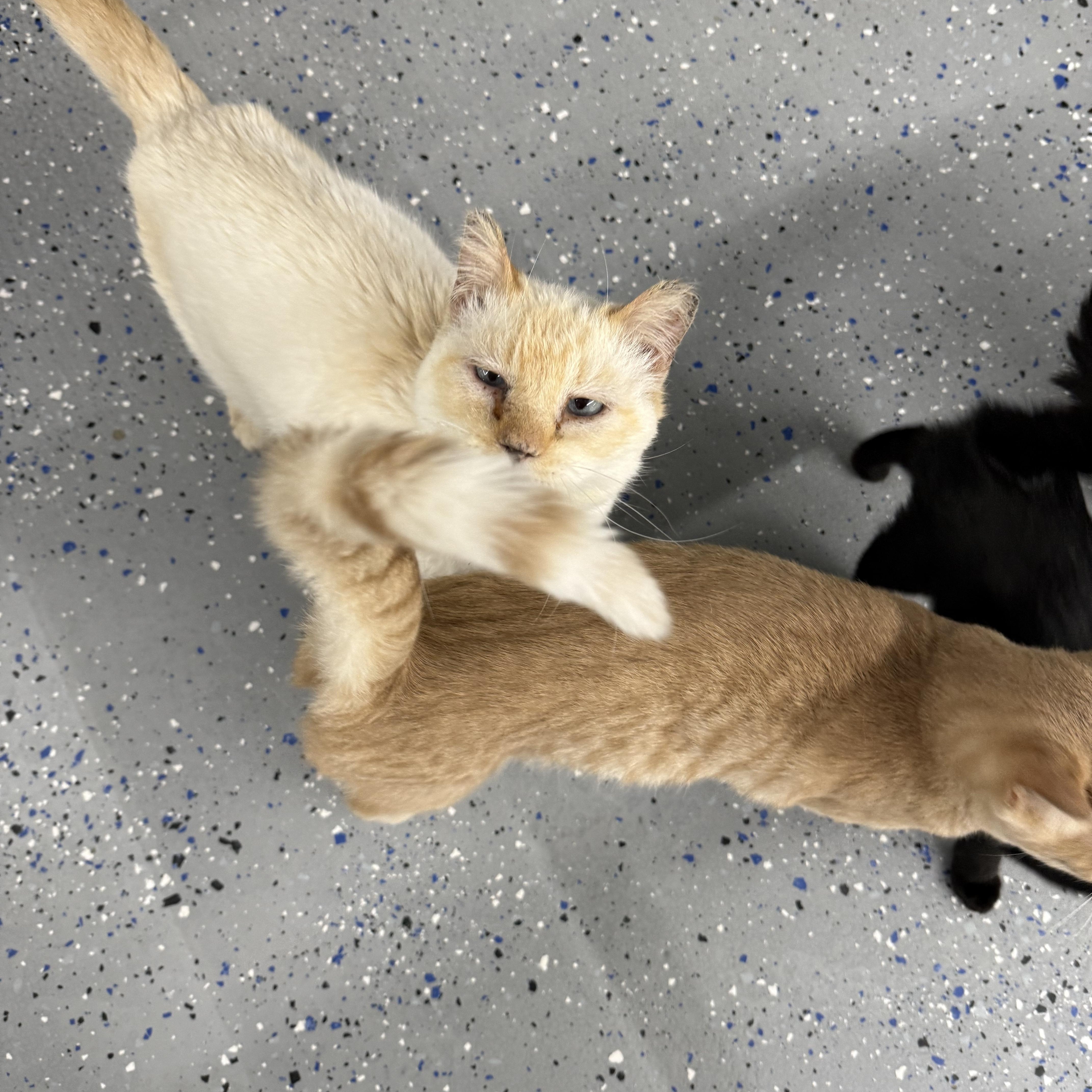 George, a Adoptable Domestic Medium Hair in Fort Benton, MT image 2/2