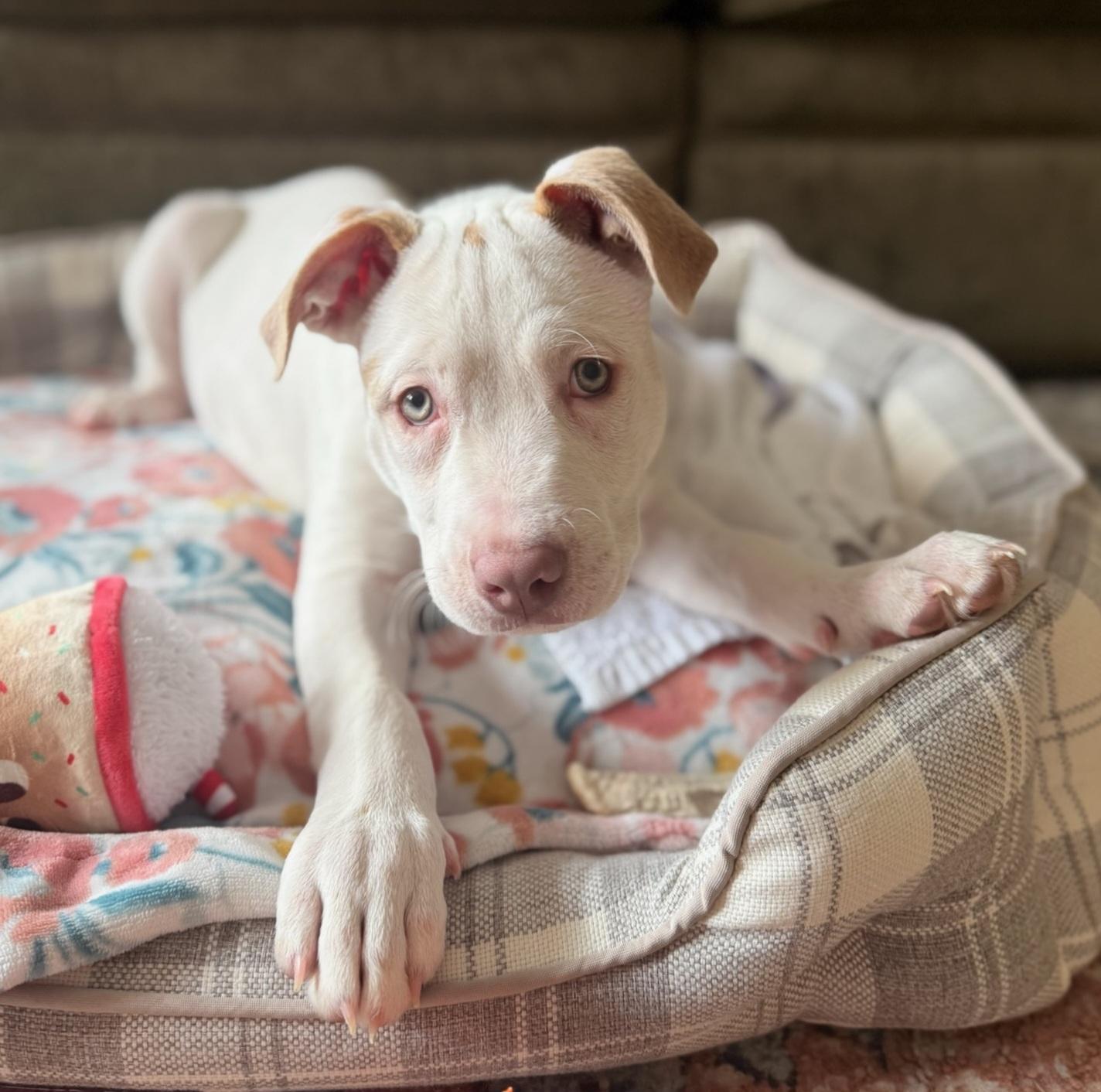 Enlarge Adler, a ADOPTABLE Mixed Breed in Monroe, NC image 1/1