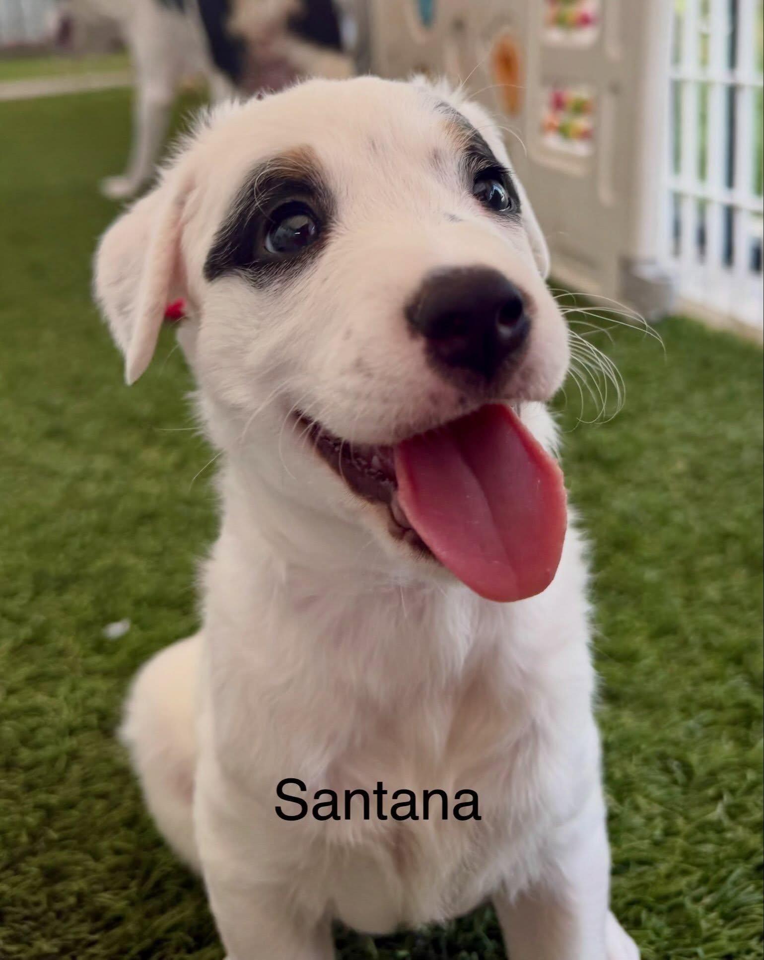Enlarge Santana, a Adoptable mixed breed in Phoenix, AZ image 2/2