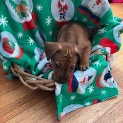 Cucumber thumbnail 2