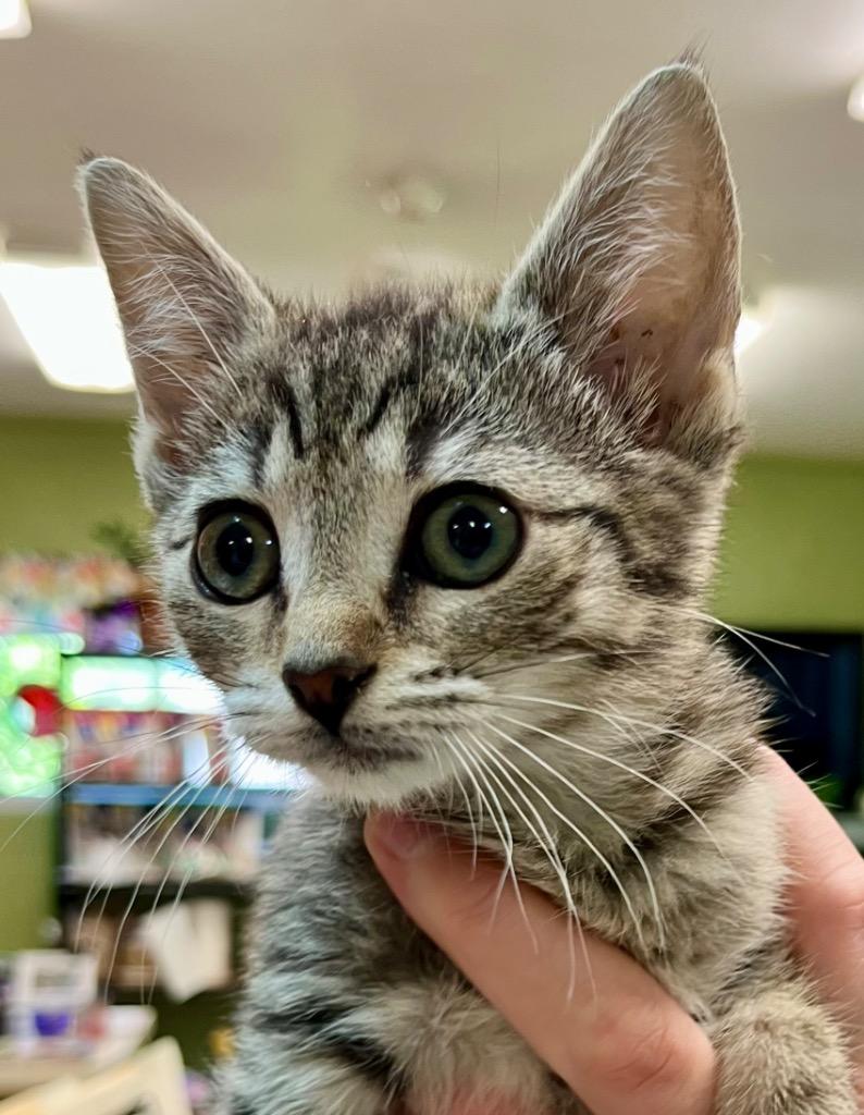 Darn, Adoptable, Kitten Female Domestic Short Hair.