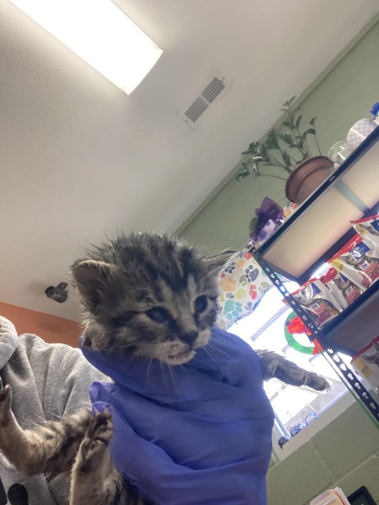 Darn, a Adoptable mixed breed in Burnsville, NC image 2/2