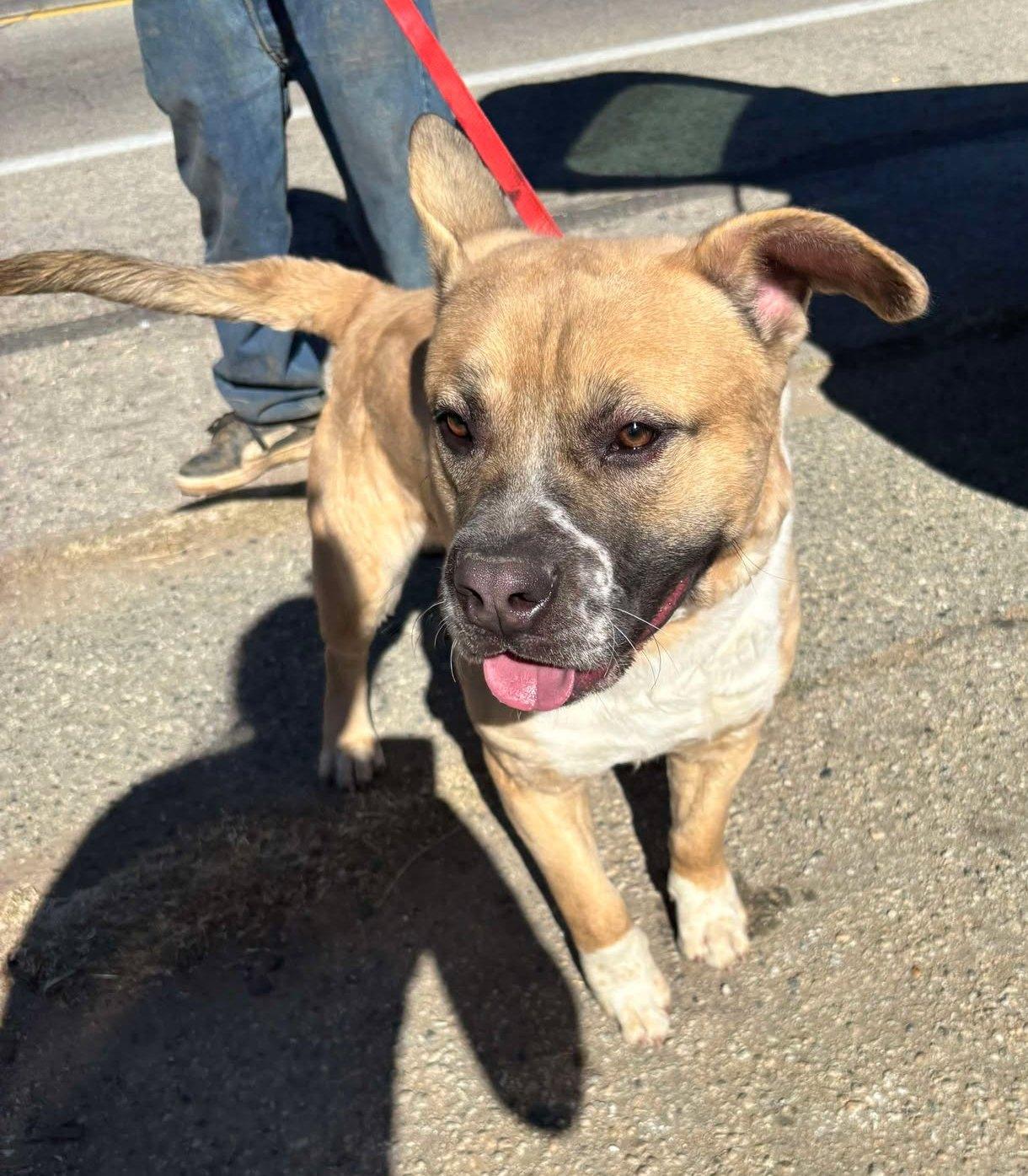 Billy, a Adoptable mixed breed in Ventura, CA image 2/6