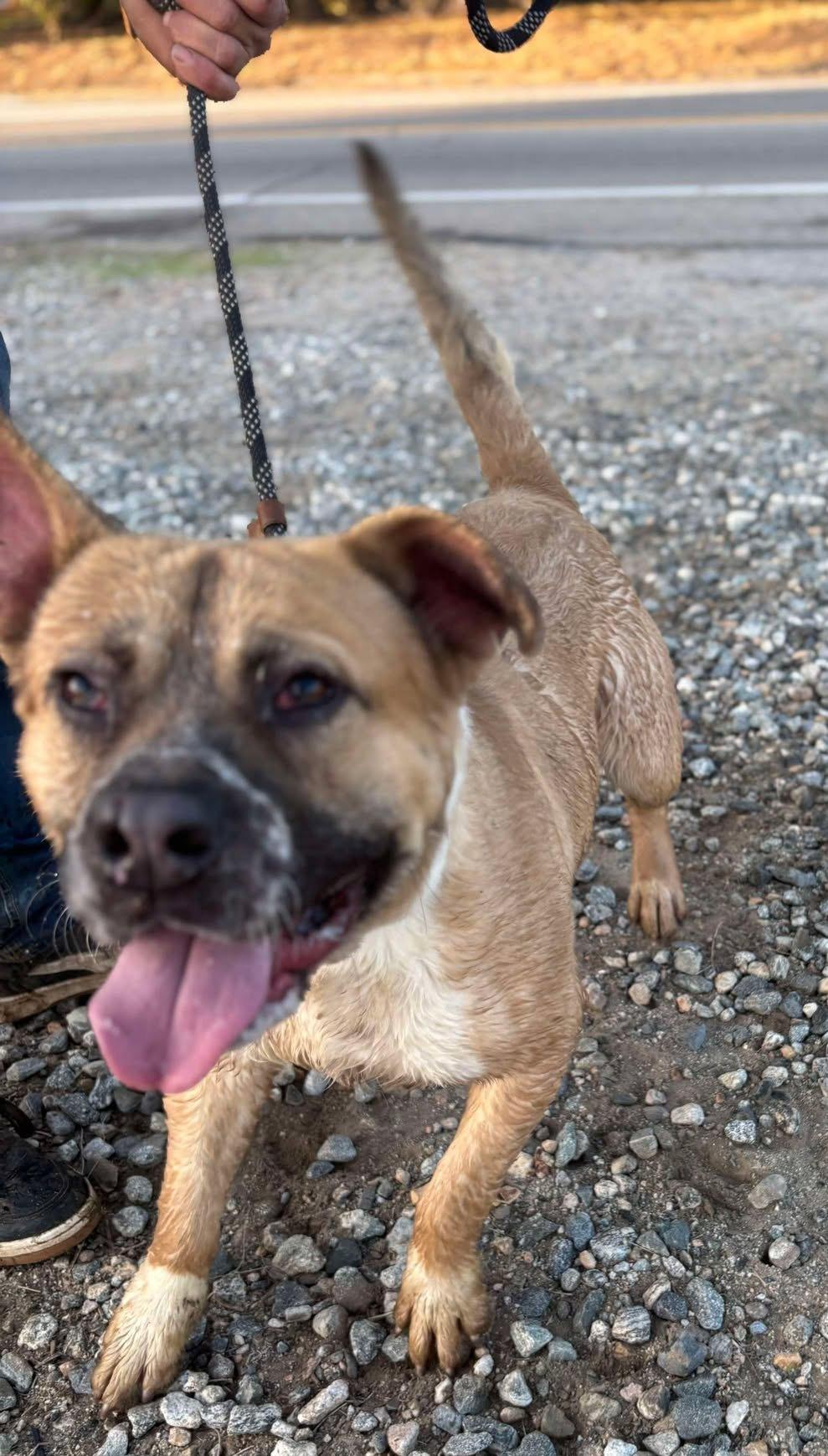 Billy, a Adoptable mixed breed in Ventura, CA image 3/6